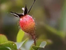 甜蜜的荆棘：菠萝种植中的自然辩证法