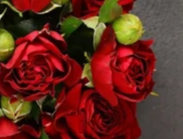 红玫瑰送礼全指南：从花语密码到避坑法则