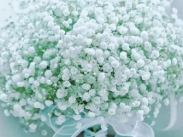 新手怎样种满天星？新手种植满天星指南：从播种到爆花的简易法则