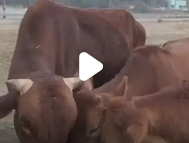 女子露营烤牛肉被牛群吃光：哭笑不得的野外奇遇