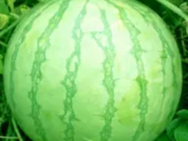 硬皮西瓜：颠覆认知的“钢铁战士”