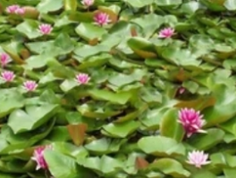 9月份荷花还开放吗?