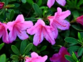 映山红与杜鹃：同宗同源的花间双生记