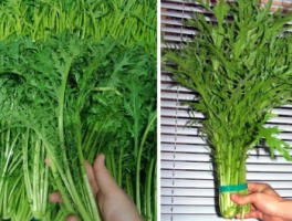 雪里红：别名背后的历史与美食密码