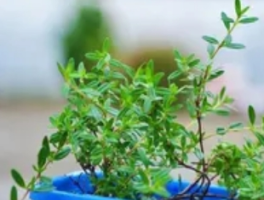 百里香的养殖方法和注意事项