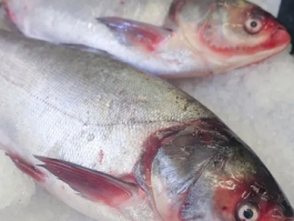 淡水明珠：白鲢鱼的功效与作用