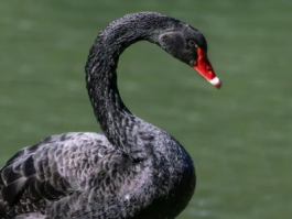 天鹅肉可以吃吗？揭秘天鹅肉的食用文化与法 律限制