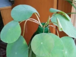 水培碗莲不放土只用水会开花吗？无土栽培的真相与极限挑战