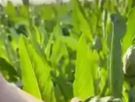 公摊面积最大的蔬菜：洋蓟的奇妙“蔬”界之旅