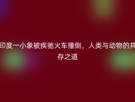 印度一小象被疾驰火车撞倒，人类与动物的共存之道