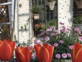 郁金香多长时间能开花？郁金香开花倒计时：从种球到花冠的120天奇迹