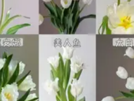 白色郁金香的花语与象征意义：白色郁金香的文化内涵解析