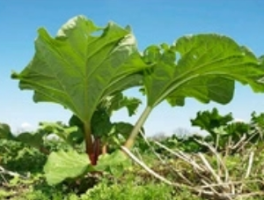 大黄生长的环境条件，最新种植手册更新了！