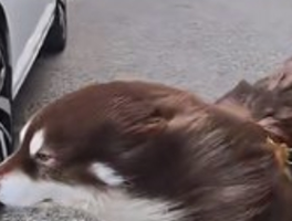 北京大风“魔法”：小狗秒变“海豹”奇趣记