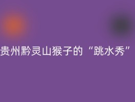 贵州黔灵山猴子的“跳水秀”