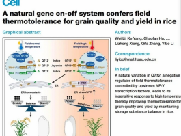 我国科学家解锁水稻“空调基因”QT12