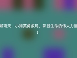 暴雨天，小狗英勇救鸡，彰显生命的伟大力量！