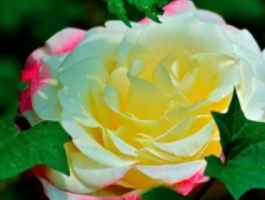 月季花的精神象征：从历史文化看现代人格投射