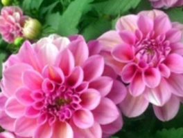 大丽花“超长待机”攻略：5招让花期飙到180天！