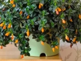 金鱼花喜阴还是喜阳？掌握光照秘诀让花开不断