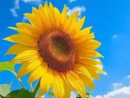 向日葵种植指南：向日葵种子种植方法和时间