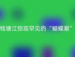 钱塘江惊现罕见的“蝴蝶潮”