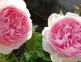 威基伍德月季的优缺特点：古典美人的双面诗篇