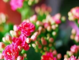 家里为什么不能养长寿花？3大隐藏风险