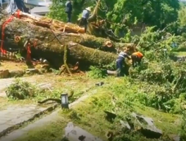 南昌超1500年“古老”银杏树被吹倒后已扶起