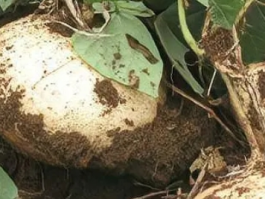 凉薯成熟时节：探寻秋日里的清甜馈赠