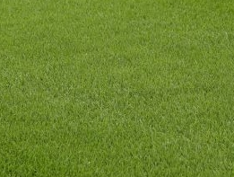 草皮价格一平米多少钱,草皮经济学