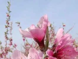 桃花的寓意和象征：一朵花的东方精神图谱