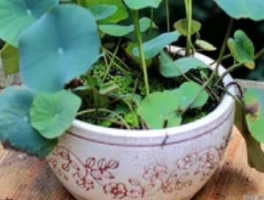 种碗莲需要泥土吗：淤泥与清水的共生美学