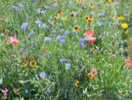 秋天9到11月适合种什么?