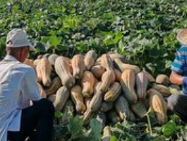 农村发展前景行业：把握机遇，共赴新程