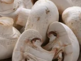 白色蘑菇叫什么圆头？雪笠菇：圆头白蘑的山林物语