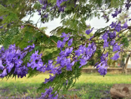 蓝花楹的寓意和象征：蓝花楹的文化意义与观赏价值