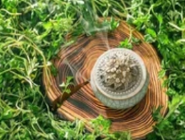 四季常青的生命密码：不落叶树木的生存智慧