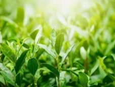 手工绿茶制作工艺流程：从采摘到炒制的8大关键步骤