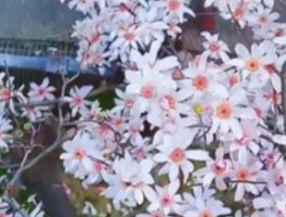 全 国唯 一400多岁古旱莲绽放，岁月的芬芳传奇