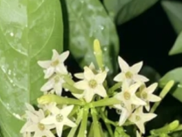 夜来香什么时候开花：月下的芳香仪式