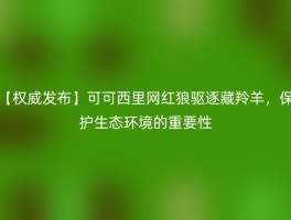 【权威发布】可可西里网红狼驱逐藏羚羊，保护生态环境的重要性