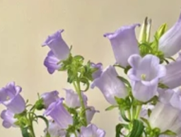 风铃花的花语：风中的温柔密语