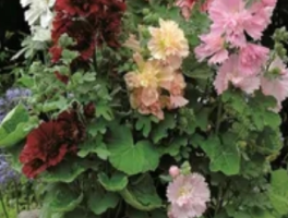 蜀葵几月播种几月开花？蜀葵花事：从播种到绽放的时光手札