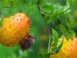 野生刺梨子泡酒的正确方法？润肺养颜的果酒配方