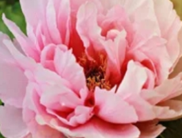 牡丹月季优缺点：牡丹与月季的王者辩证