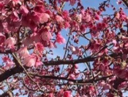 樱花是什么季节开的，樱花时令