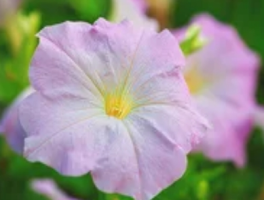 牵牛花的兆头哲学：朝颜易逝中的生命启示