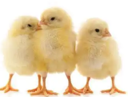 奶奶的智慧：孩子吃饭掉满地，买3只小鸡来“帮忙”