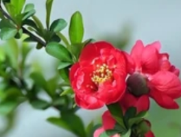 长寿冠海棠的四季花事：破解自然与人工的共生密码